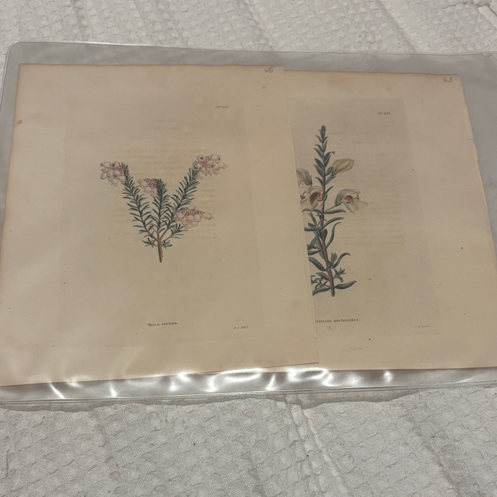 Vintage Botanical Print Set 1880’s Lithograph